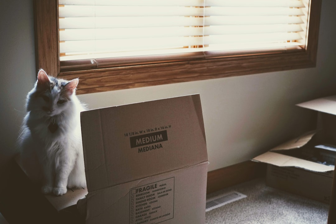 Katze sitzt ruhig in geöffneter Transportbox während des Umzugs